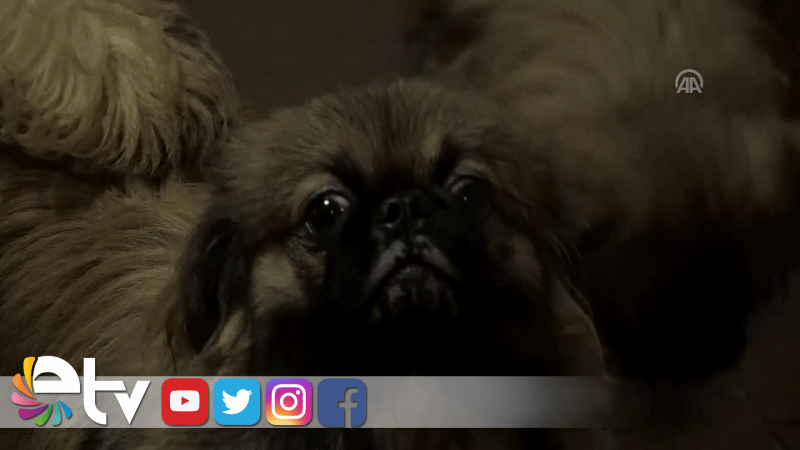 YAVRU KÖPEKLER İÇİN İHALE