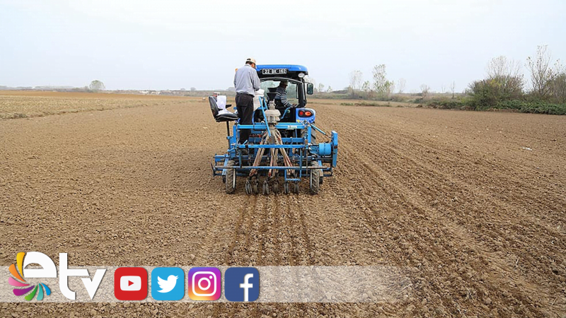 YERLİ BUĞDAYIMIZ TOPRAKLA BULUŞUYOR