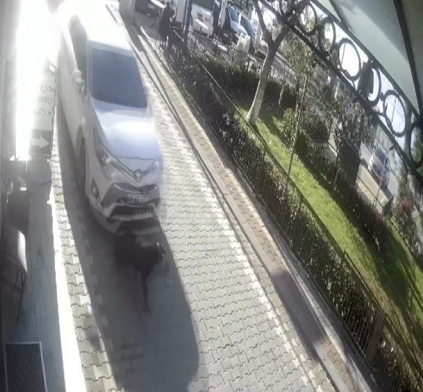 Yolda yatan köpeğin üzerinden aracıyla geçti Bursa’da bir araç sürücüsü yolda yatan köpeğin üzerinden geçerek yaralanmasına sebep oldu. O anlar güvenlik kamerası tarafından kaydedildi ...