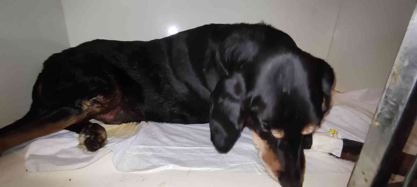 Yolda yatan köpeğin üzerinden aracıyla geçti Bursa’da bir araç sürücüsü yolda yatan köpeğin üzerinden geçerek yaralanmasına sebep oldu. O anlar güvenlik kamerası tarafından kaydedildi ...