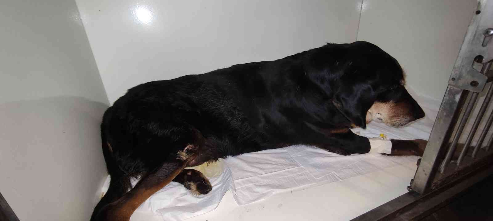 Yolda yatan köpeğin üzerinden aracıyla geçti Bursa’da bir araç sürücüsü yolda yatan köpeğin üzerinden geçerek yaralanmasına sebep oldu. O anlar güvenlik kamerası tarafından kaydedildi ...