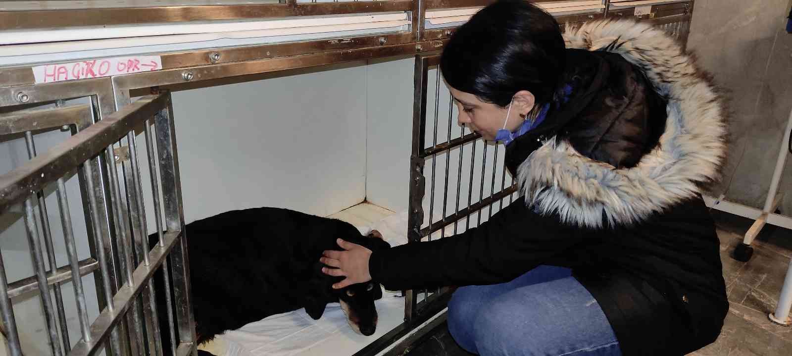 Yolda yatan köpeğin üzerinden aracıyla geçti Bursa’da bir araç sürücüsü yolda yatan köpeğin üzerinden geçerek yaralanmasına sebep oldu. O anlar güvenlik kamerası tarafından kaydedildi ...