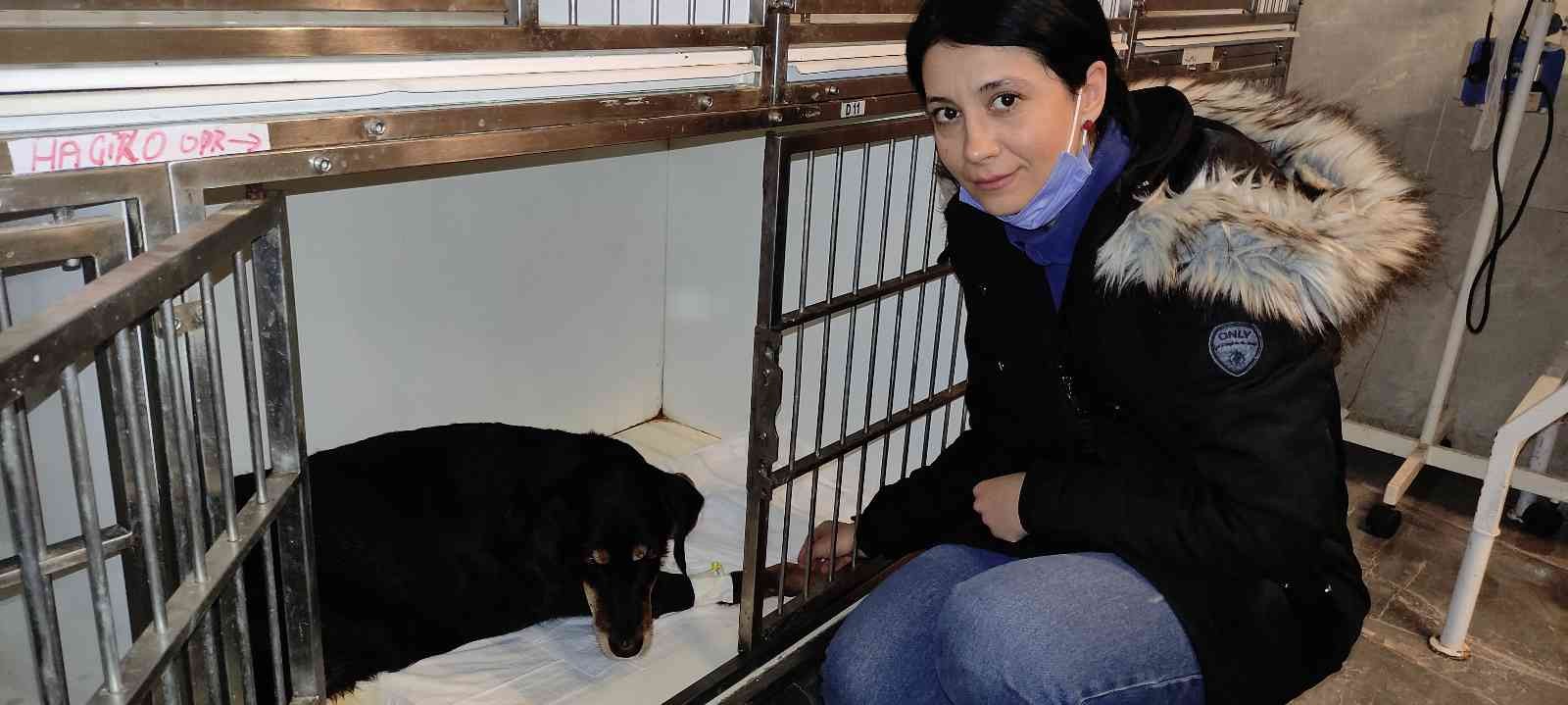 Yolda yatan köpeğin üzerinden aracıyla geçti Bursa’da bir araç sürücüsü yolda yatan köpeğin üzerinden geçerek yaralanmasına sebep oldu. O anlar güvenlik kamerası tarafından kaydedildi ...