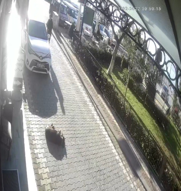 Yolda yatan köpeğin üzerinden aracıyla geçti Bursa’da bir araç sürücüsü yolda yatan köpeğin üzerinden geçerek yaralanmasına sebep oldu. O anlar güvenlik kamerası tarafından kaydedildi ...