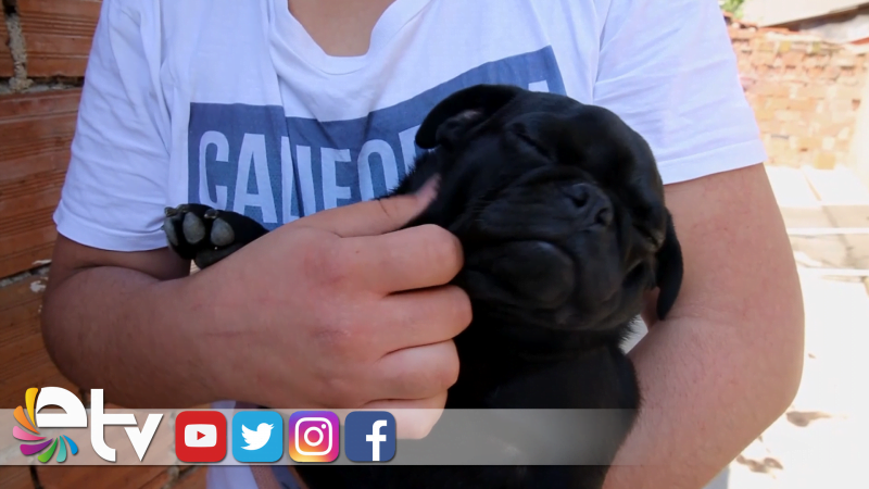 YURDA KAÇAK GETİRİLEN KÖPEKLER İHALEYLE SATILACAK