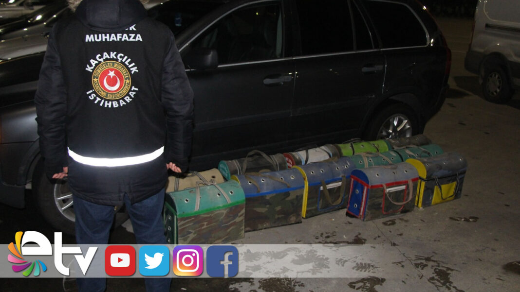 KAPIKULEDE DÖVÜŞ HOROZLARI YAKALAND