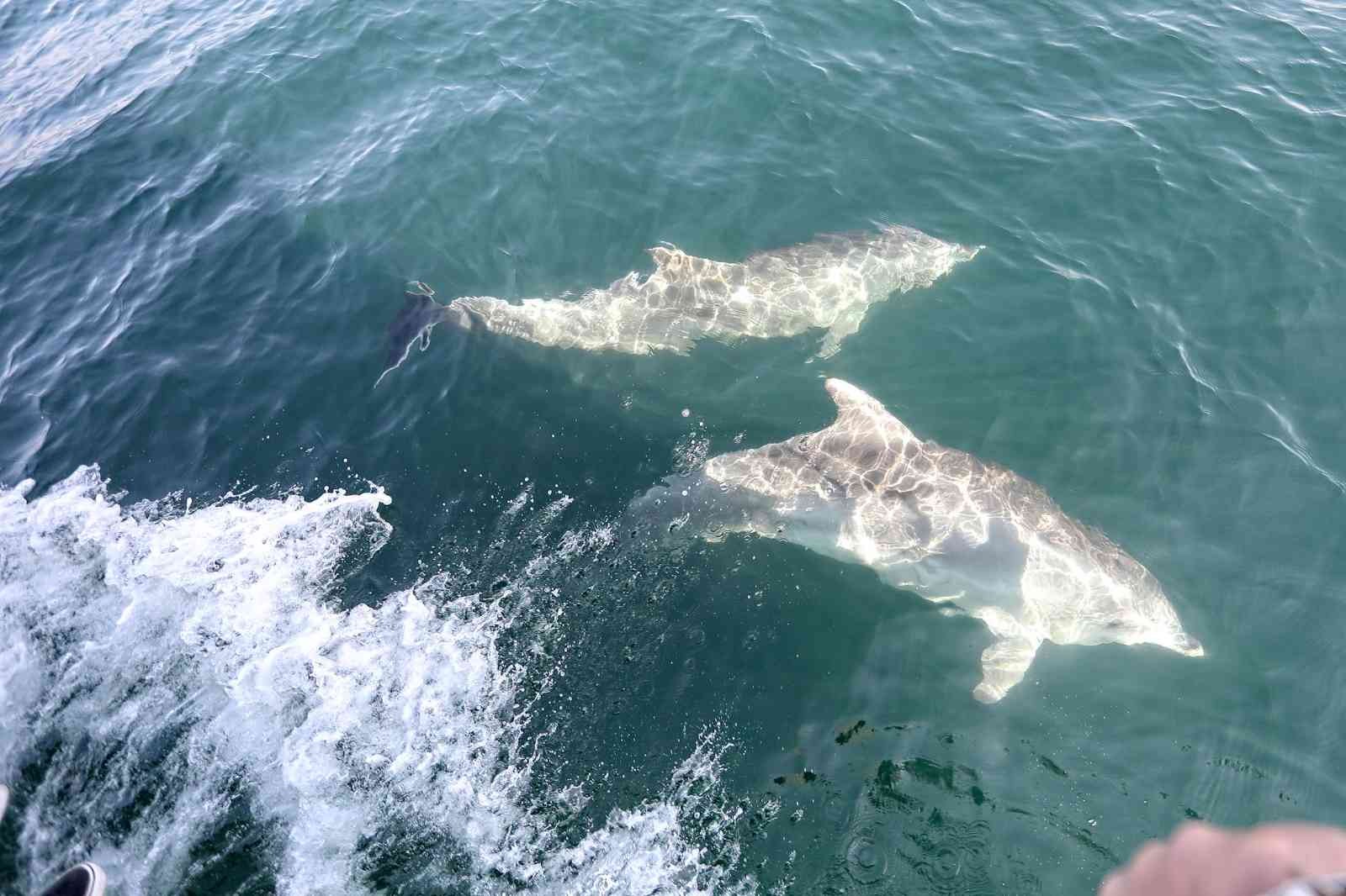 Dans eden yunuslar Mudanya’da görüntülendi Marmara Denizi’nin sevimli yunusları, Bursa’nın Mudanya sahilinde görüntülendi. Tekne ile adeta dans eden yunuslar, objektiflere takıldı. Marmara ...