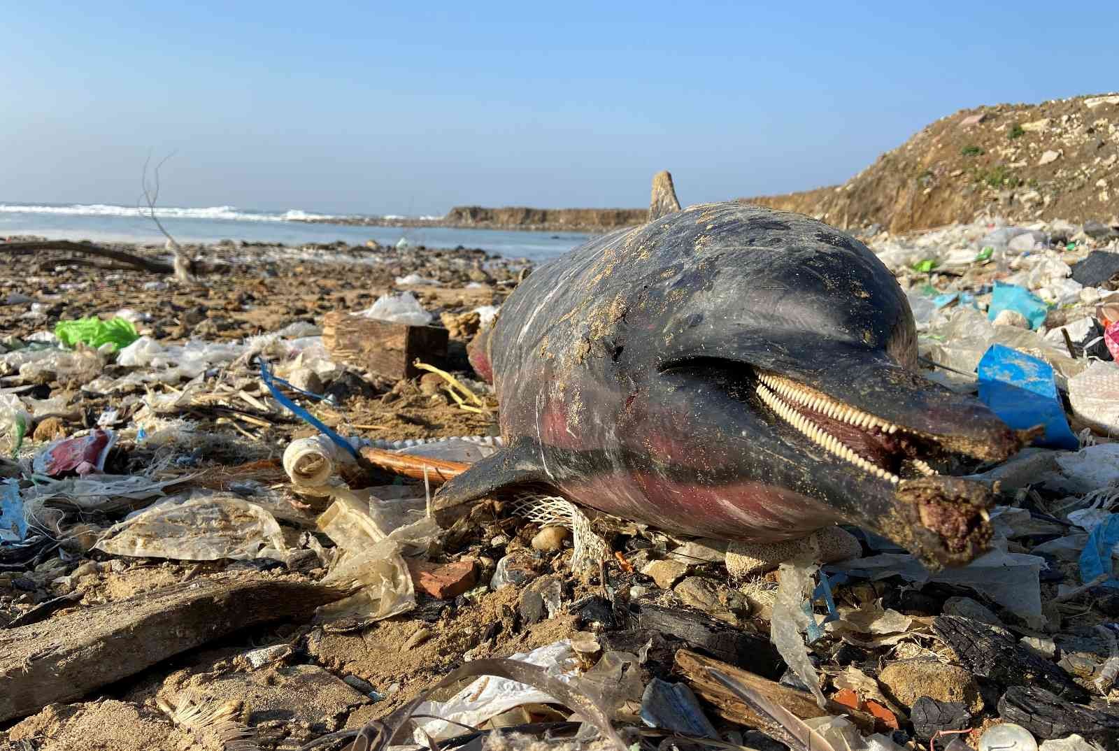 Eyüpsultan sahilinde ölü yunus balıklarının kıyıya vurduğunu gören vatandaşlar gördükleri manzara karşısında şaşkınlık yaşadı. 24 ölü yunus ...