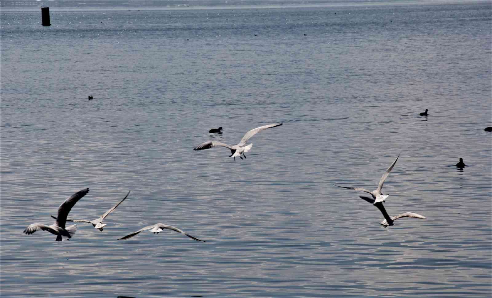 Gece fırtına, gündüz güneş KOCAELİ (İHA) – Kocaeli’de 3 gün süren yoğun kar yağışının ardından güneşli havayı fırsat bilen vatandaşlar sahile akın etti. Yürüyüş yapmak için ...