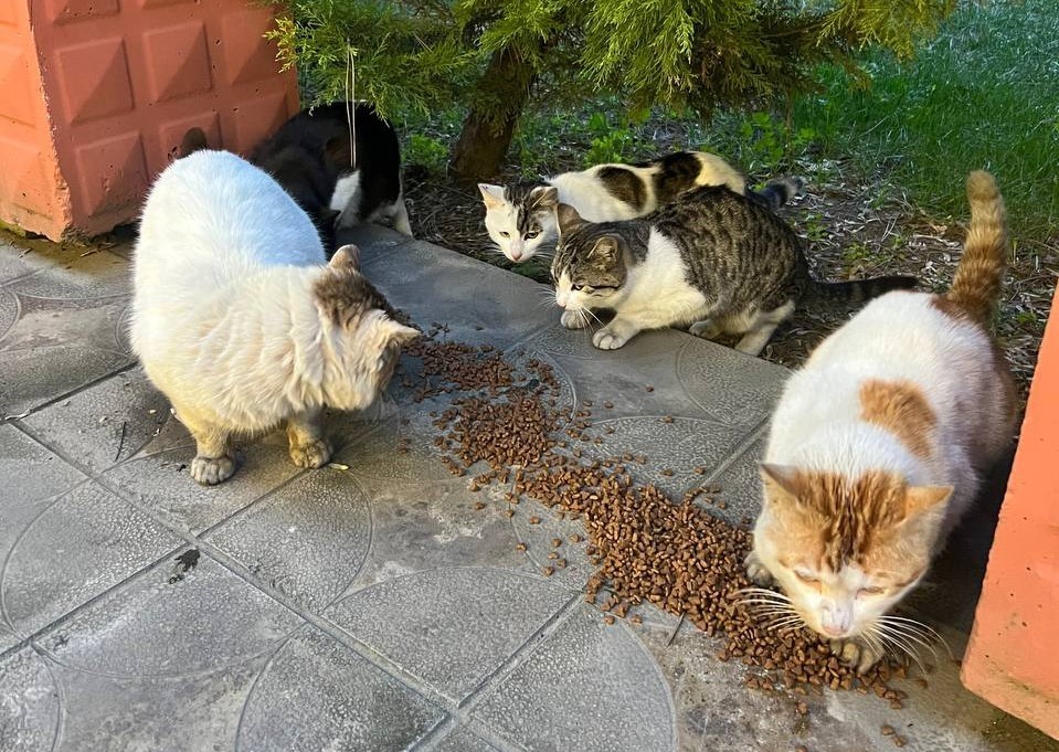 Gönüllü gençler kırsal bölgedeki hayvanları unutmadı Edirne’de kırsal alanda yaşayan hayvanları beslemek için bir araya gelen gönüllüler, soğuk havalara aldırış etmeden hayvanları beslediler ...