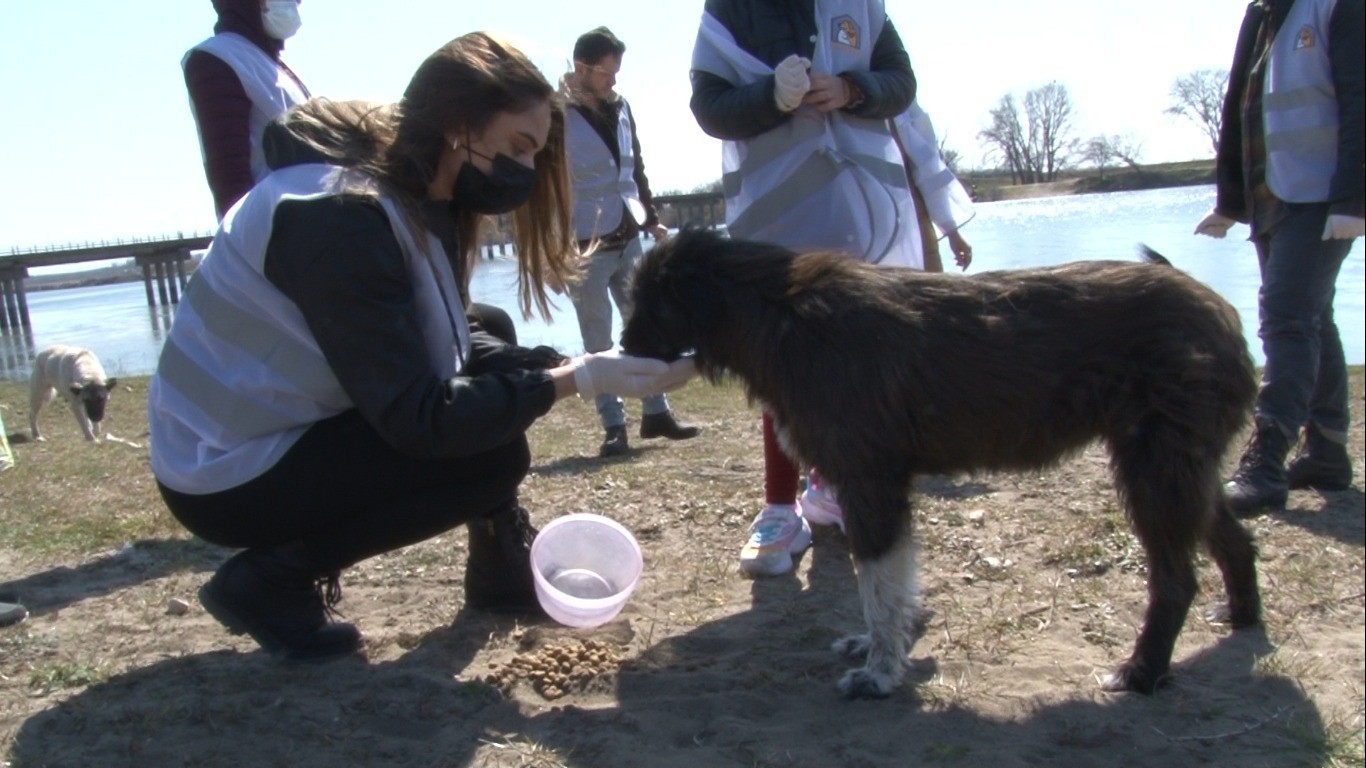 Gönüllü gençler kırsal bölgedeki hayvanları unutmadı Edirne’de kırsal alanda yaşayan hayvanları beslemek için bir araya gelen gönüllüler, soğuk havalara aldırış etmeden hayvanları beslediler ...