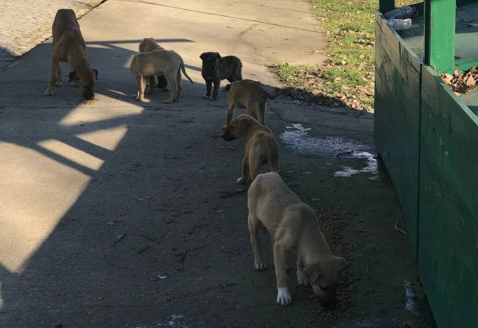 Gönüllü gençler kırsal bölgedeki hayvanları unutmadı Edirne’de kırsal alanda yaşayan hayvanları beslemek için bir araya gelen gönüllüler, soğuk havalara aldırış etmeden hayvanları beslediler ...