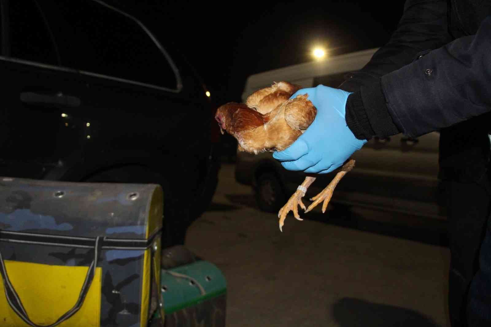 Kapıkule’de kaçak dövüş horozları yakalandı Edirne’deki Kapıkule Sınır Kapısı’nda çantalar içinde Bulgaristan’dan getirilmiş 34 adet canlı yavru dövüş horozu ve tavuk ele geçirildi ...