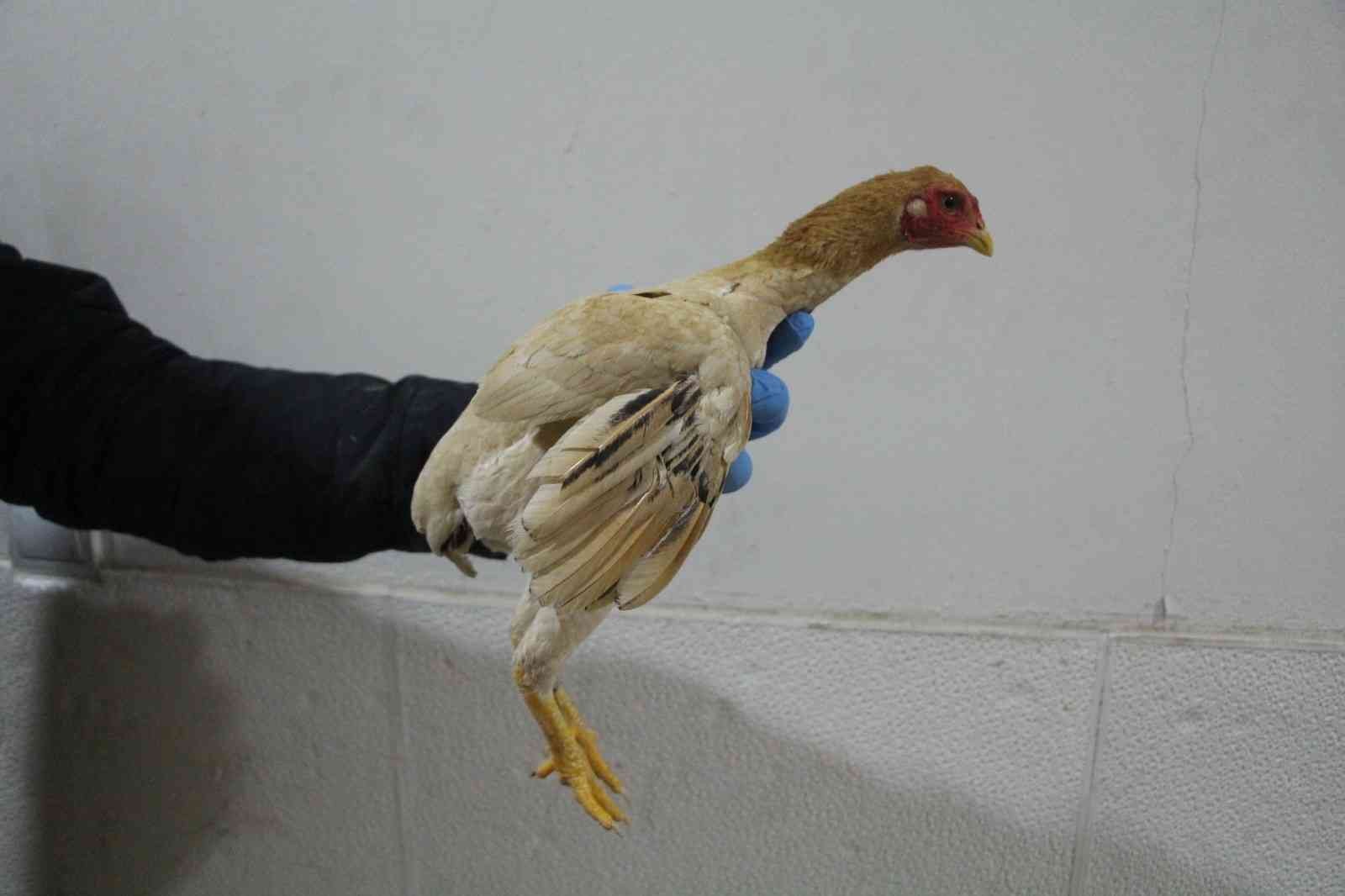 Kapıkule’de kaçak dövüş horozları yakalandı Edirne’deki Kapıkule Sınır Kapısı’nda çantalar içinde Bulgaristan’dan getirilmiş 34 adet canlı yavru dövüş horozu ve tavuk ele geçirildi ...