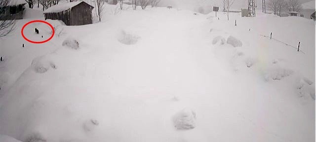 Karlı havada yiyecek arayan kurt kamerada Sakarya’nın Akyazı ilçesi Keremali Yaylasında yoğun kar sebebiyle yiyecek bulmakta zorlanan kurt, yerleşim yerlerine kadar geldi. Yemek ...