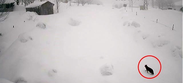 Karlı havada yiyecek arayan kurt kamerada Sakarya’nın Akyazı ilçesi Keremali Yaylasında yoğun kar sebebiyle yiyecek bulmakta zorlanan kurt, yerleşim yerlerine kadar geldi. Yemek ...
