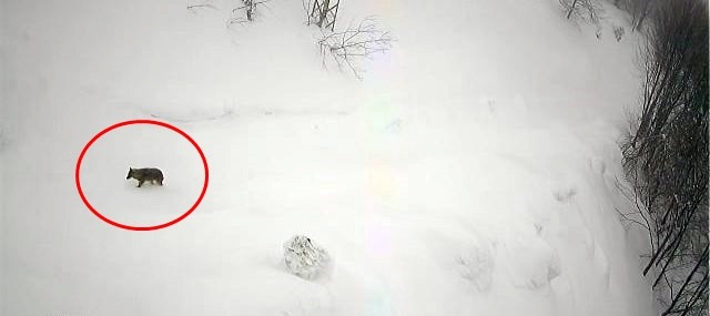 Karlı havada yiyecek arayan kurt kamerada Sakarya’nın Akyazı ilçesi Keremali Yaylasında yoğun kar sebebiyle yiyecek bulmakta zorlanan kurt, yerleşim yerlerine kadar geldi. Yemek ...