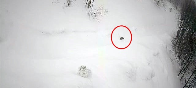 Karlı havada yiyecek arayan kurt kamerada Sakarya’nın Akyazı ilçesi Keremali Yaylasında yoğun kar sebebiyle yiyecek bulmakta zorlanan kurt, yerleşim yerlerine kadar geldi. Yemek ...