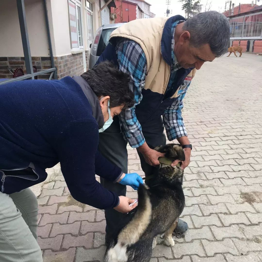 "2022 Yılı Hayvan Hastalıkları ile Mücadele Programı" kapsamında merkez ve köylerde bulunan kedi ve köpekler Kırklareli İl Tarım ve Orman ...