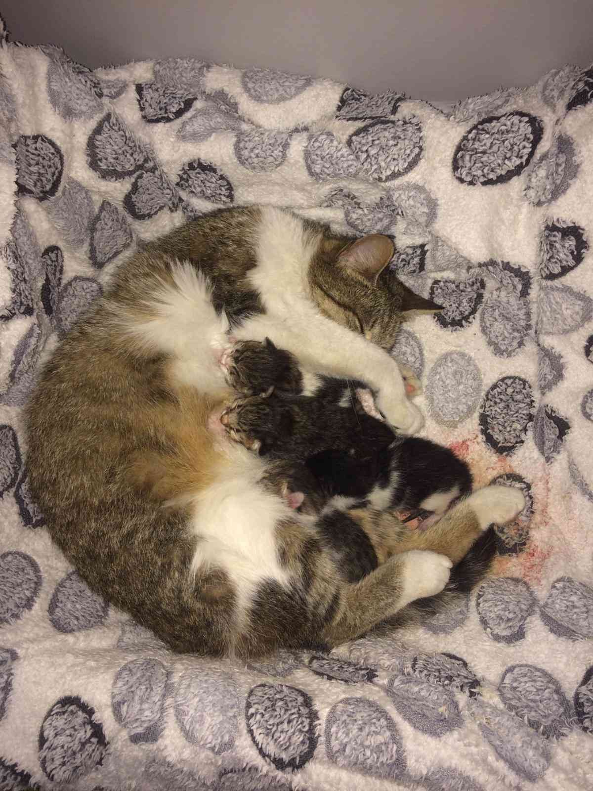 Kız çocuğunun dikkati anne kedinin hayatını kurtardı Sakarya’nın Hendek ilçesinde 5. sınıfa giden kız çocuğu, doğum yapmakta zorlanan kediye polis memuru babasıyla yardım etti. Veteriner ...
