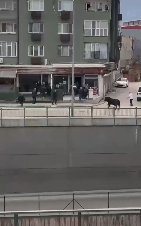Kızgın boğa İspanyol arenasını aratmadı Bursa’da sahibinin elinden kaçan ve araçlar tarafından kıstırıldığında vatandaşın sopa ile yere vurmasına sinirlenen kızgın boğa, onlarca ...