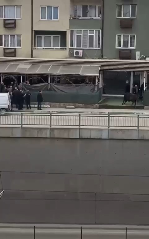 Kızgın boğa İspanyol arenasını aratmadı Bursa’da sahibinin elinden kaçan ve araçlar tarafından kıstırıldığında vatandaşın sopa ile yere vurmasına sinirlenen kızgın boğa, onlarca ...