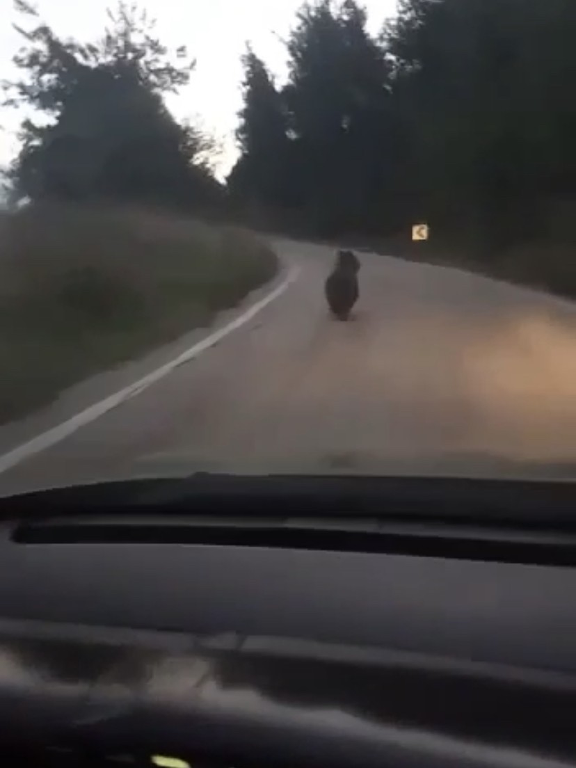 Köye inen ayıyı otomobille kovaladılar Bursa’da köye inen ayıyı gören köylüler otomobille ayıyı ormana kadar kovaladılar. Gemlik ilçesi, Yeniköy Mahallesi’nde ayıların köye inen ...