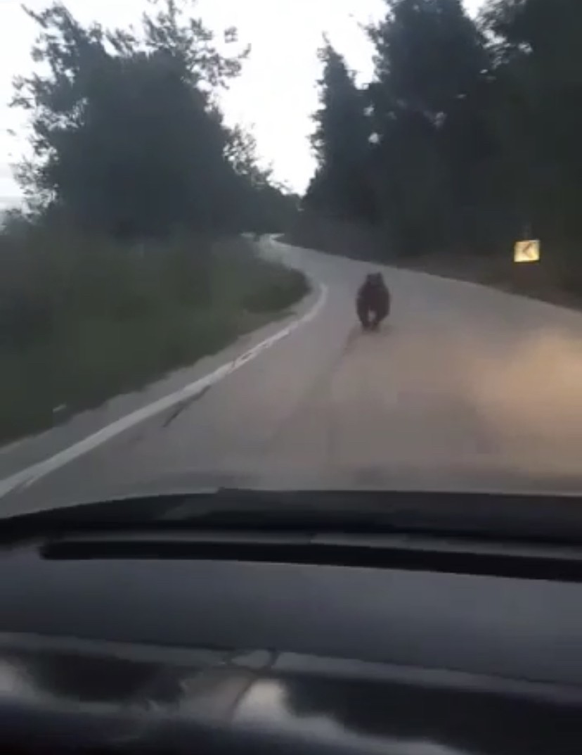Köye inen ayıyı otomobille kovaladılar Bursa’da köye inen ayıyı gören köylüler otomobille ayıyı ormana kadar kovaladılar. Gemlik ilçesi, Yeniköy Mahallesi’nde ayıların köye inen ...