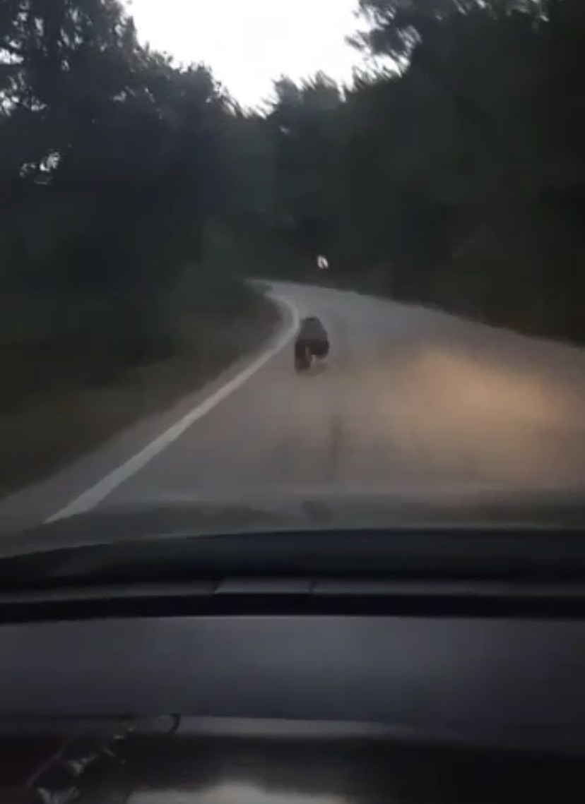 Köye inen ayıyı otomobille kovaladılar Bursa’da köye inen ayıyı gören köylüler otomobille ayıyı ormana kadar kovaladılar. Gemlik ilçesi, Yeniköy Mahallesi’nde ayıların köye inen ...