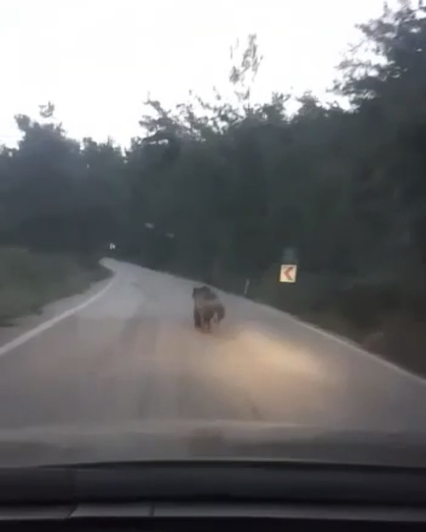 Köye inen ayıyı otomobille kovaladılar Bursa’da köye inen ayıyı gören köylüler otomobille ayıyı ormana kadar kovaladılar. Gemlik ilçesi, Yeniköy Mahallesi’nde ayıların köye inen ...