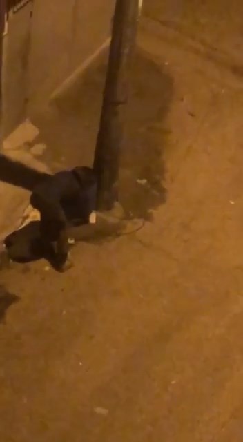 Bursa’da zincir ile aydınlatma direğine bağlı olan çöp kovalarını demir makasla çalmaya çalışan şüpheli, mahalle sakinleri tarafından cep telefon ...