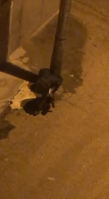 Bursa’da zincir ile aydınlatma direğine bağlı olan çöp kovalarını demir makasla çalmaya çalışan şüpheli, mahalle sakinleri tarafından cep telefon ...