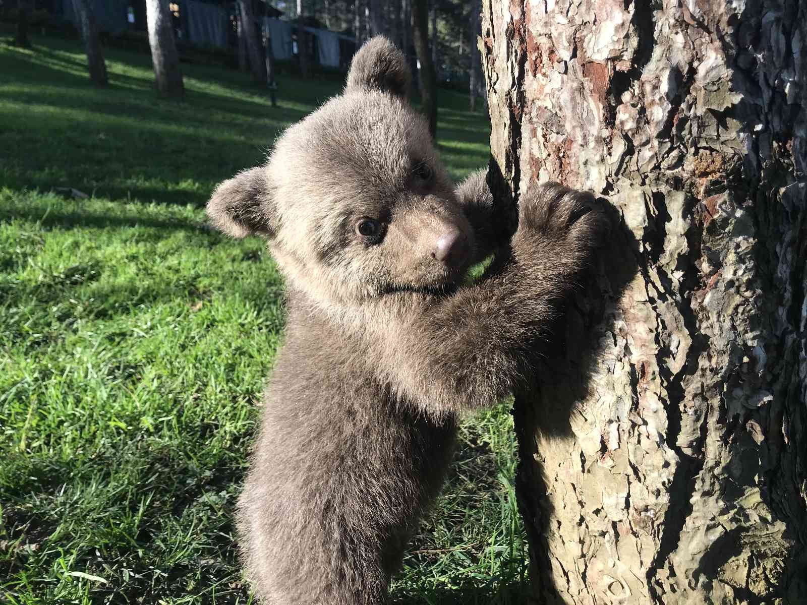 Meşhur boz ayı Silva’nın kardeşine “Liva” ismi verildi İstanbul Çekmeköy’de bulunan hayvanat bahçesinde yaşayan meşhur Ayı Silva’nın kardeşi dünyaya gelmişti. 2 aylık sevimli yavru boz ayıya yapılan ...