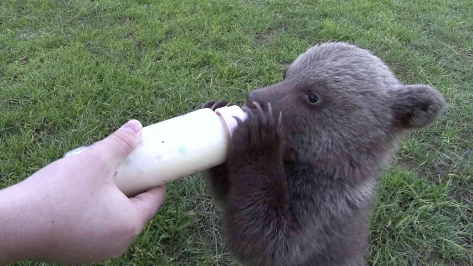 Meşhur boz ayı Silva’nın kardeşine “Liva” ismi verildi İstanbul Çekmeköy’de bulunan hayvanat bahçesinde yaşayan meşhur Ayı Silva’nın kardeşi dünyaya gelmişti. 2 aylık sevimli yavru boz ayıya yapılan ...