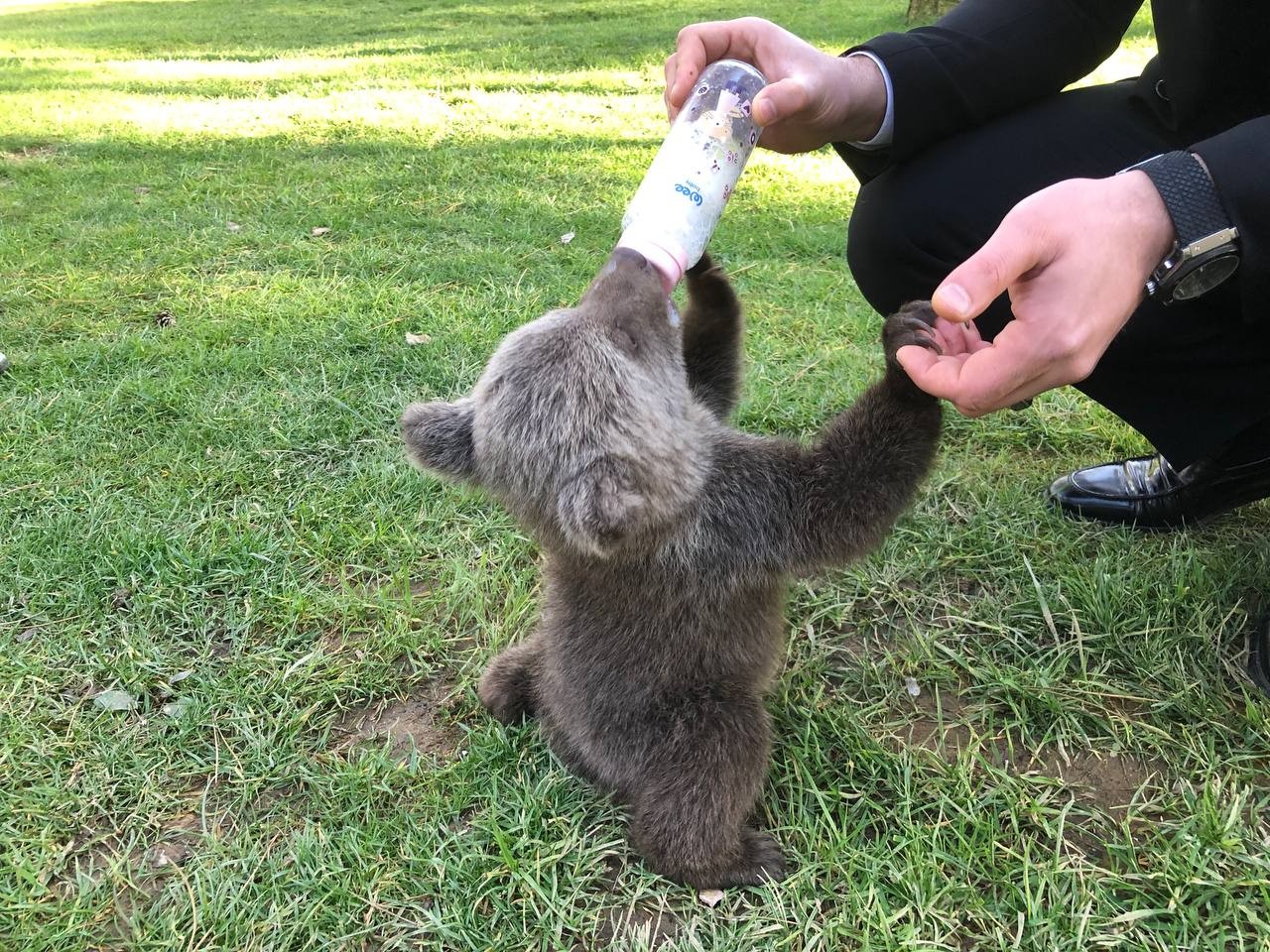 Meşhur boz ayı Silva’nın kardeşine “Liva” ismi verildi İstanbul Çekmeköy’de bulunan hayvanat bahçesinde yaşayan meşhur Ayı Silva’nın kardeşi dünyaya gelmişti. 2 aylık sevimli yavru boz ayıya yapılan ...
