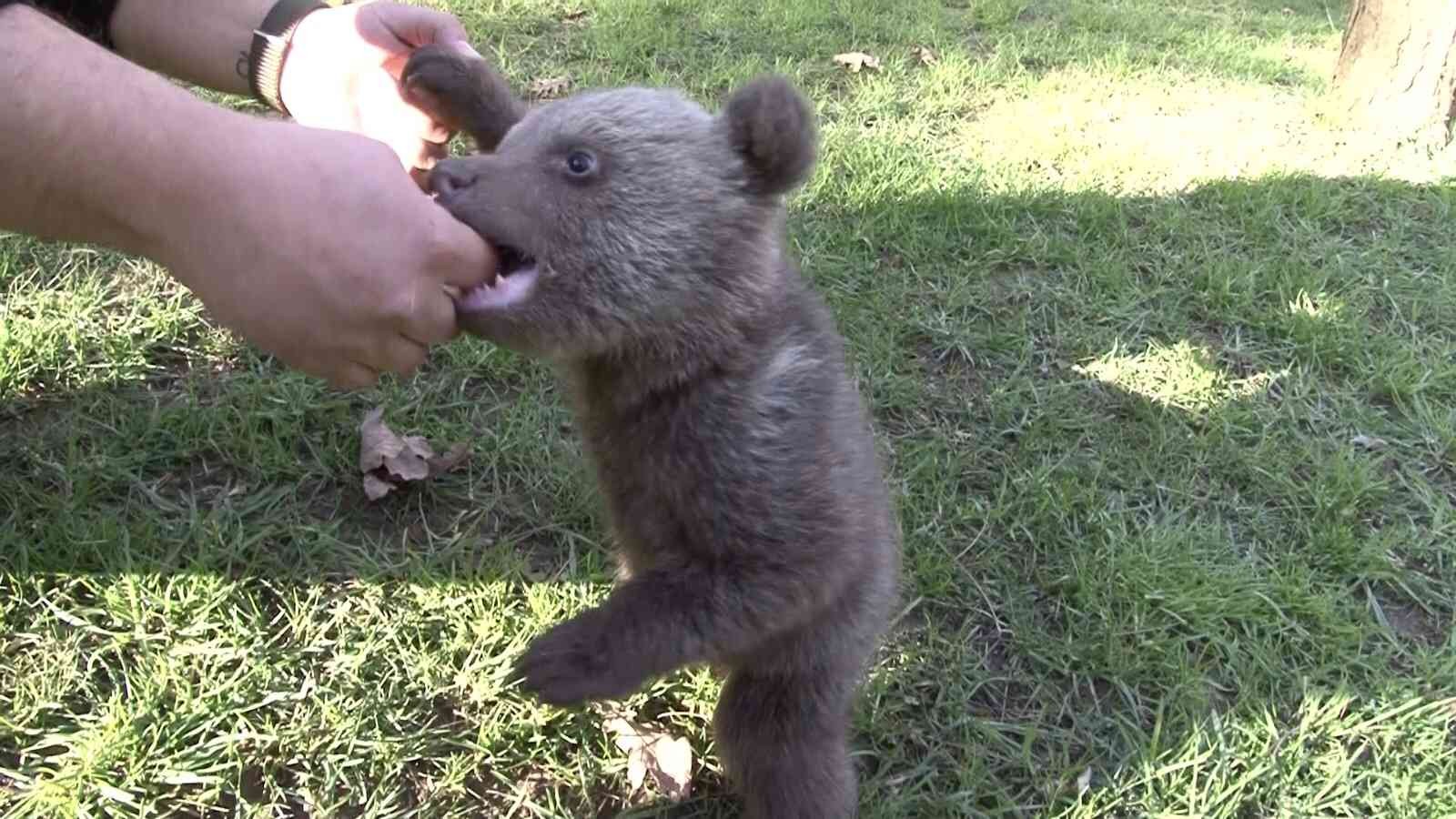 Meşhur boz ayı Silva’nın kardeşine “Liva” ismi verildi İstanbul Çekmeköy’de bulunan hayvanat bahçesinde yaşayan meşhur Ayı Silva’nın kardeşi dünyaya gelmişti. 2 aylık sevimli yavru boz ayıya yapılan ...