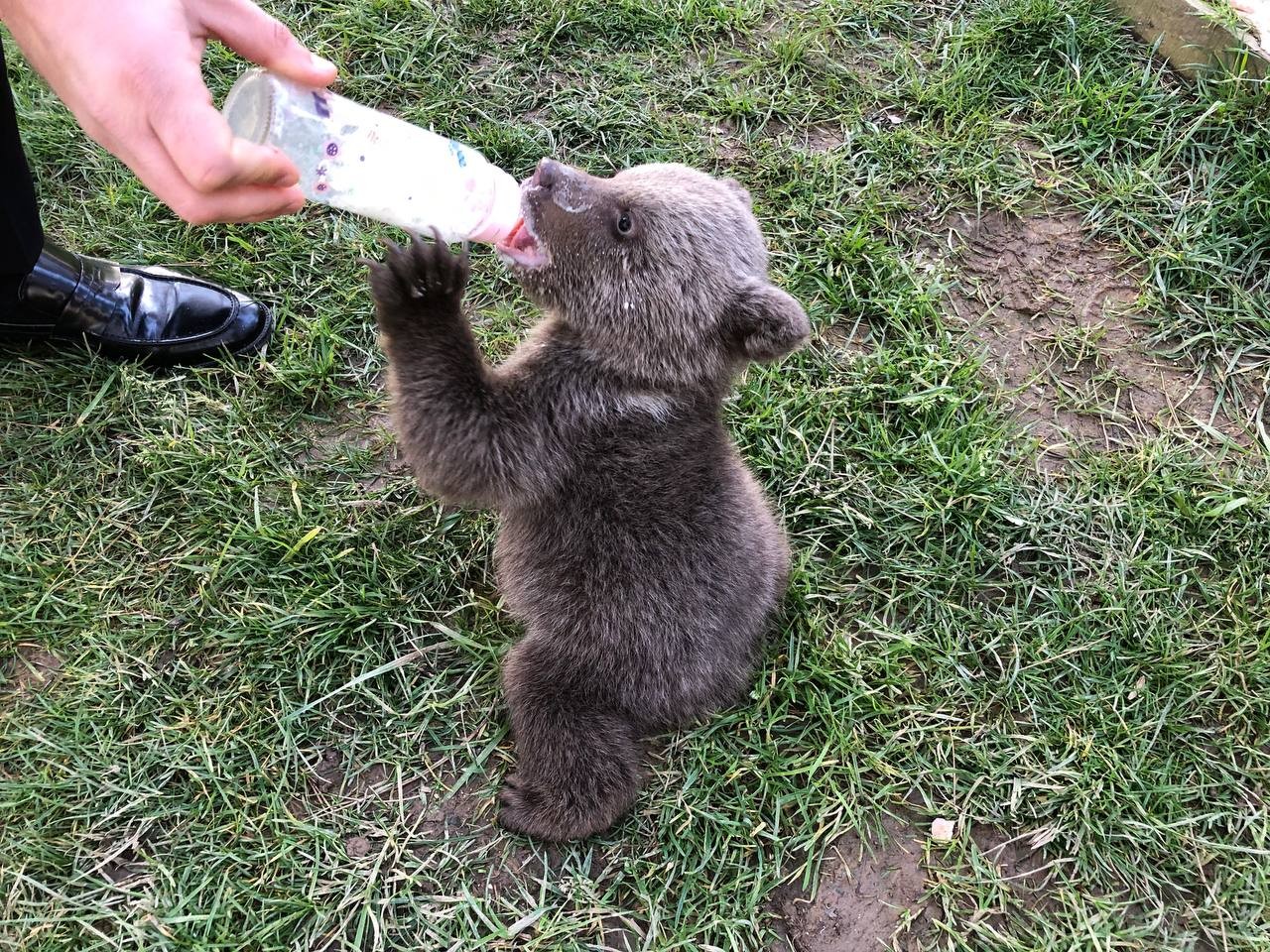 Meşhur boz ayı Silva’nın kardeşine “Liva” ismi verildi İstanbul Çekmeköy’de bulunan hayvanat bahçesinde yaşayan meşhur Ayı Silva’nın kardeşi dünyaya gelmişti. 2 aylık sevimli yavru boz ayıya yapılan ...