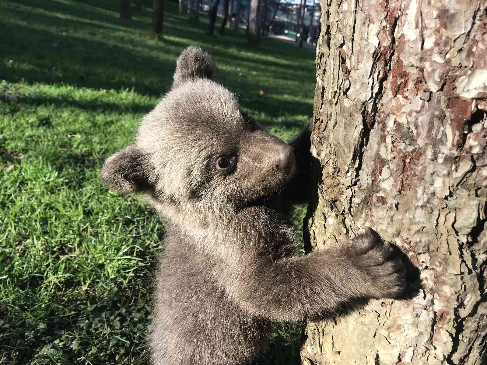 Meşhur boz ayı Silva’nın kardeşine “Liva” ismi verildi İstanbul Çekmeköy’de bulunan hayvanat bahçesinde yaşayan meşhur Ayı Silva’nın kardeşi dünyaya gelmişti. 2 aylık sevimli yavru boz ayıya yapılan ...