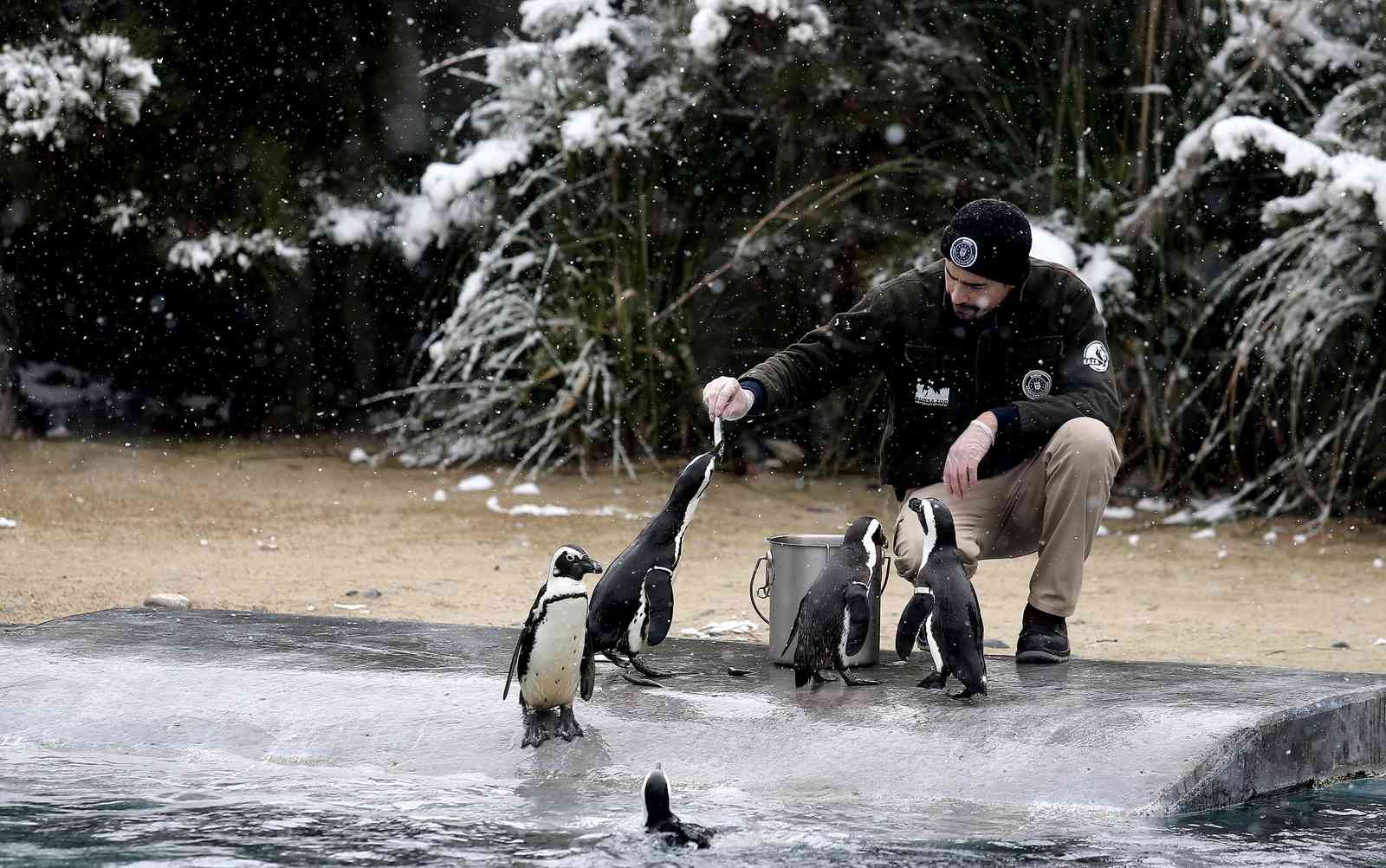 (Özel) Bursa’da kar altında penguenlerin beslenme saati Bursa Hayvanat Bahçesi’nde soğuğu seven hayvanlar mart ayında yağan karın keyfini çıkarıyor. Kar yağışına aldırış etmeden görevliler tarafından ...