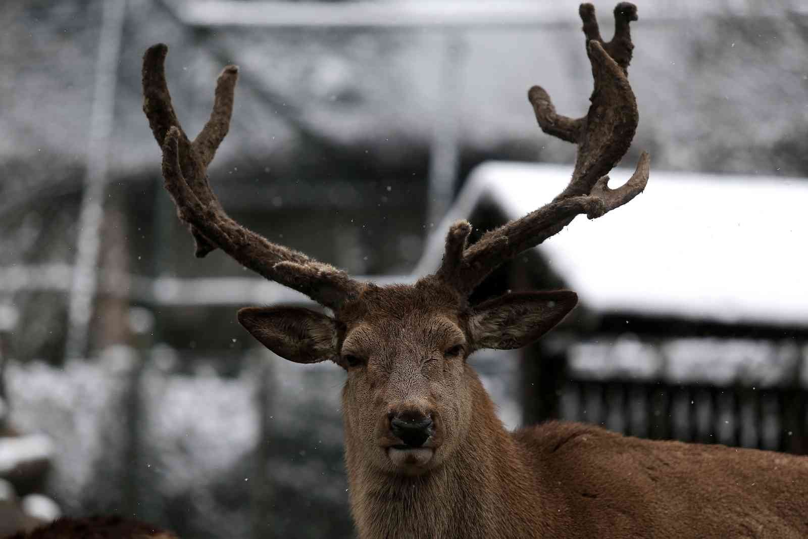 (Özel) Bursa’da kar altında penguenlerin beslenme saati Bursa Hayvanat Bahçesi’nde soğuğu seven hayvanlar mart ayında yağan karın keyfini çıkarıyor. Kar yağışına aldırış etmeden görevliler tarafından ...