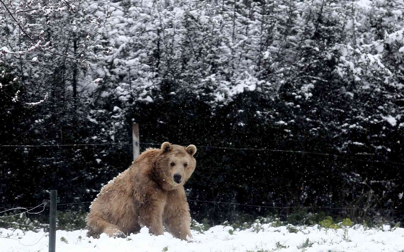 (Özel) Bursa’da kar altında penguenlerin beslenme saati Bursa Hayvanat Bahçesi’nde soğuğu seven hayvanlar mart ayında yağan karın keyfini çıkarıyor. Kar yağışına aldırış etmeden görevliler tarafından ...