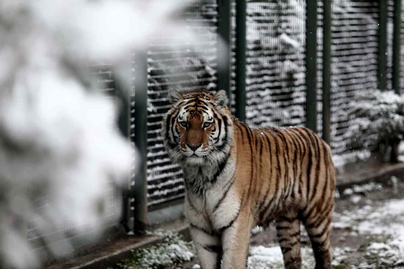 (Özel) Bursa’da kar altında penguenlerin beslenme saati Bursa Hayvanat Bahçesi’nde soğuğu seven hayvanlar mart ayında yağan karın keyfini çıkarıyor. Kar yağışına aldırış etmeden görevliler tarafından ...