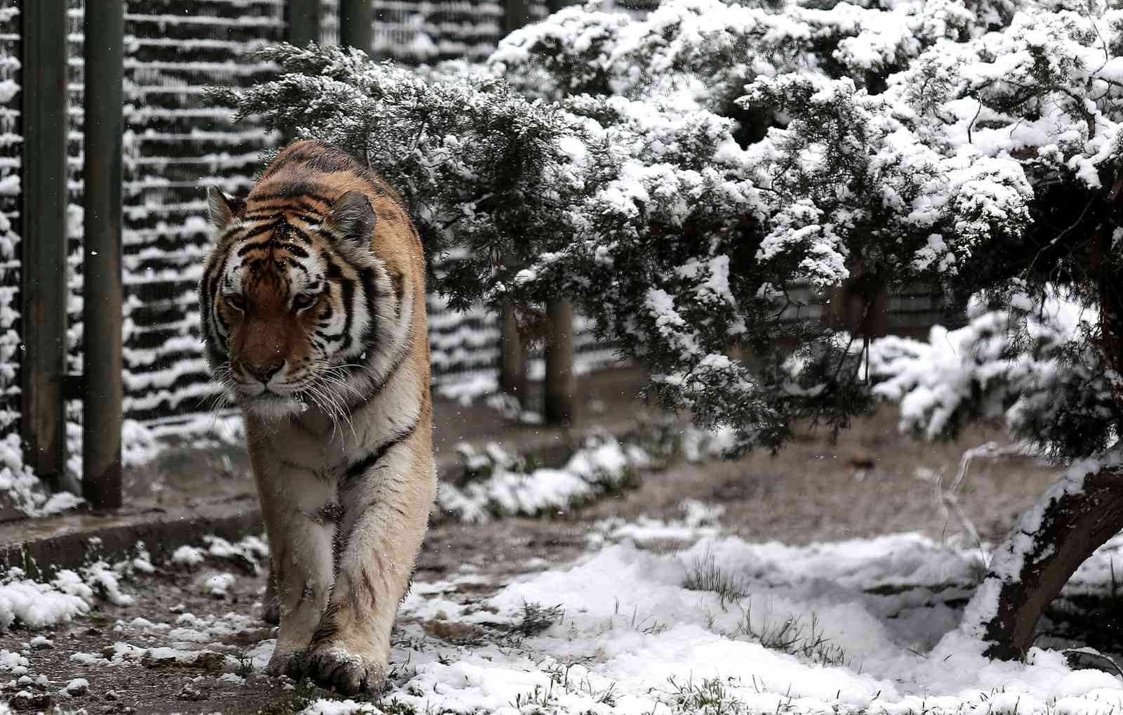 (Özel) Bursa’da kar altında penguenlerin beslenme saati Bursa Hayvanat Bahçesi’nde soğuğu seven hayvanlar mart ayında yağan karın keyfini çıkarıyor. Kar yağışına aldırış etmeden görevliler tarafından ...