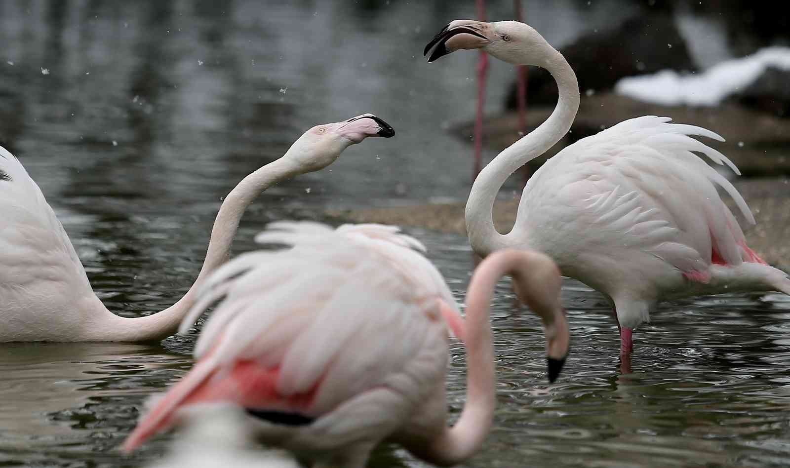 (Özel) Bursa’da kar altında penguenlerin beslenme saati Bursa Hayvanat Bahçesi’nde soğuğu seven hayvanlar mart ayında yağan karın keyfini çıkarıyor. Kar yağışına aldırış etmeden görevliler tarafından ...