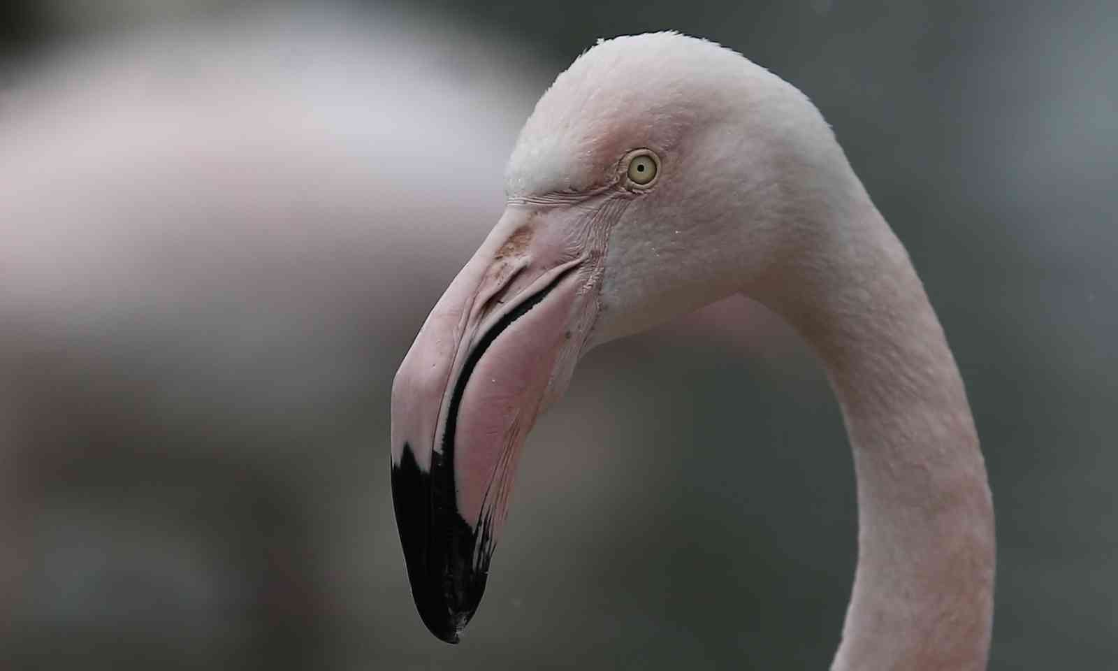 (Özel) Bursa’da kar altında penguenlerin beslenme saati Bursa Hayvanat Bahçesi’nde soğuğu seven hayvanlar mart ayında yağan karın keyfini çıkarıyor. Kar yağışına aldırış etmeden görevliler tarafından ...