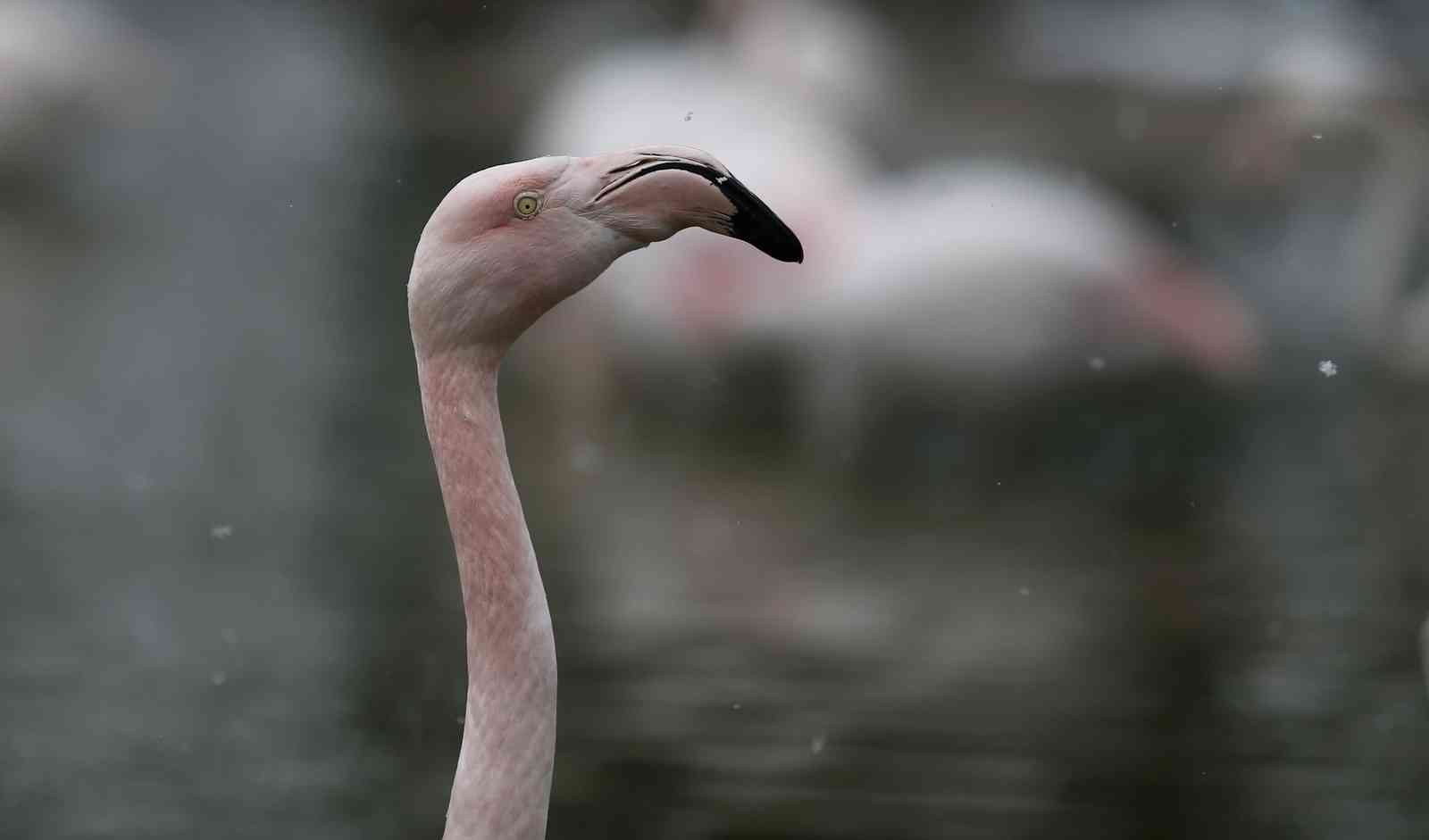 (Özel) Bursa’da kar altında penguenlerin beslenme saati Bursa Hayvanat Bahçesi’nde soğuğu seven hayvanlar mart ayında yağan karın keyfini çıkarıyor. Kar yağışına aldırış etmeden görevliler tarafından ...
