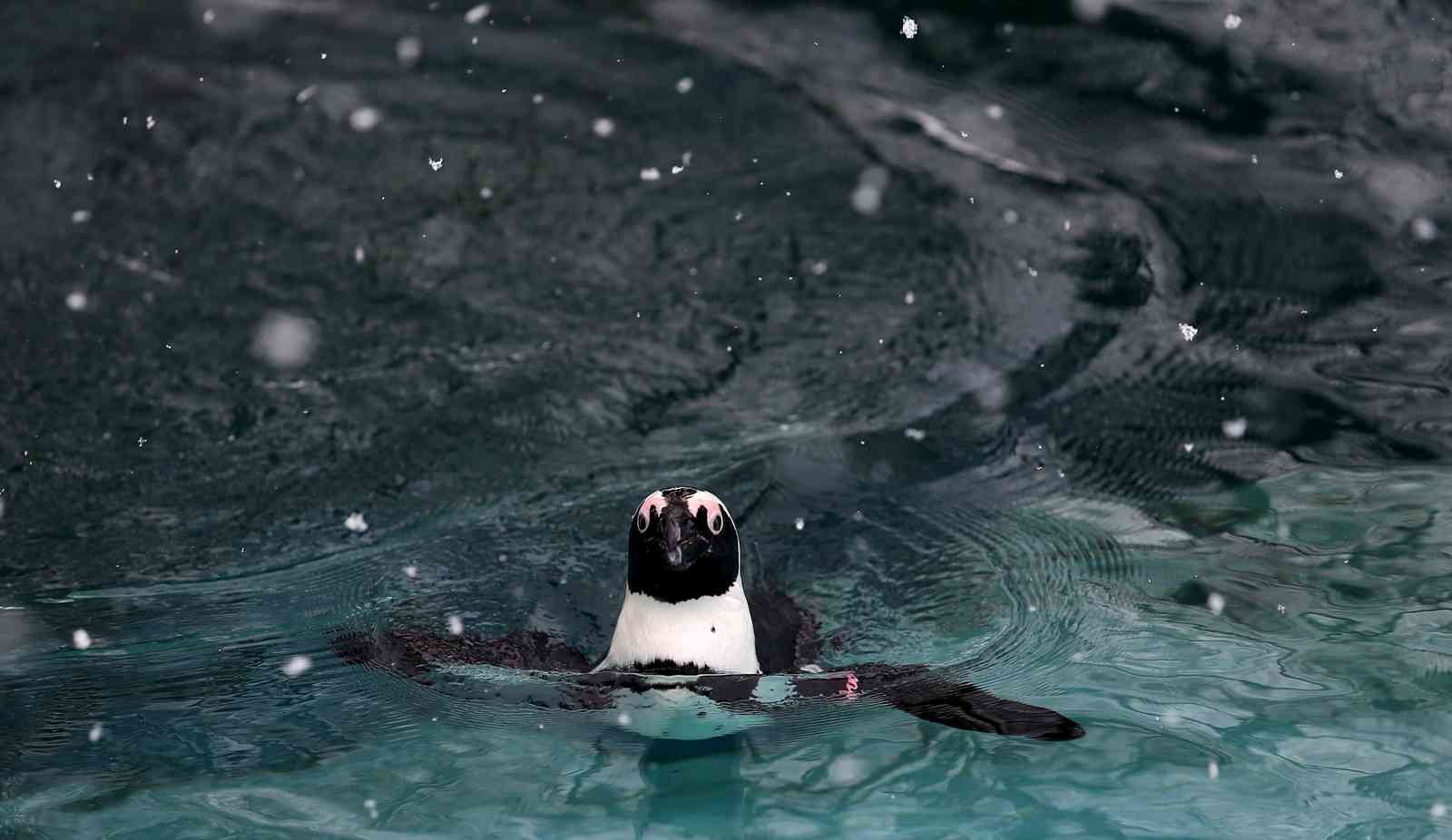 (Özel) Bursa’da kar altında penguenlerin beslenme saati Bursa Hayvanat Bahçesi’nde soğuğu seven hayvanlar mart ayında yağan karın keyfini çıkarıyor. Kar yağışına aldırış etmeden görevliler tarafından ...