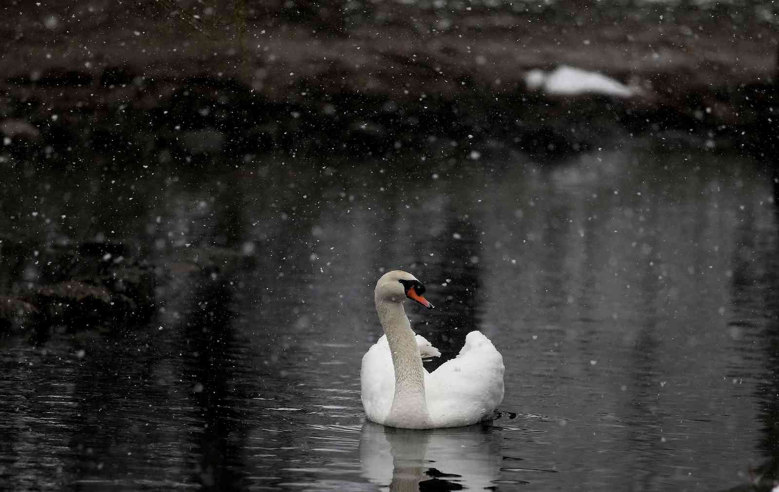 (Özel) Bursa’da kar altında penguenlerin beslenme saati Bursa Hayvanat Bahçesi’nde soğuğu seven hayvanlar mart ayında yağan karın keyfini çıkarıyor. Kar yağışına aldırış etmeden görevliler tarafından ...