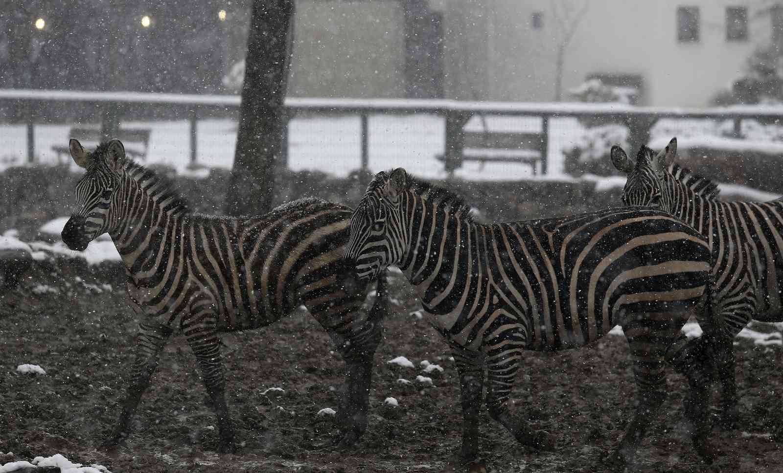 (Özel) Bursa’da kar altında penguenlerin beslenme saati Bursa Hayvanat Bahçesi’nde soğuğu seven hayvanlar mart ayında yağan karın keyfini çıkarıyor. Kar yağışına aldırış etmeden görevliler tarafından ...