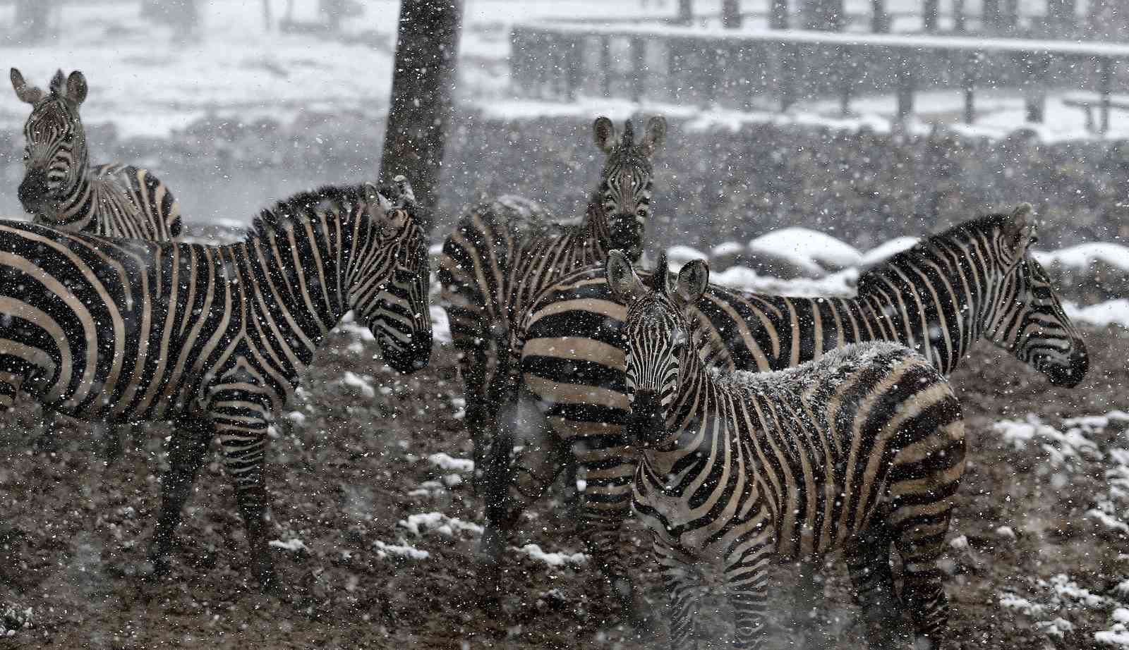(Özel) Bursa’da kar altında penguenlerin beslenme saati Bursa Hayvanat Bahçesi’nde soğuğu seven hayvanlar mart ayında yağan karın keyfini çıkarıyor. Kar yağışına aldırış etmeden görevliler tarafından ...
